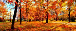 park in the fall with colored leaves
